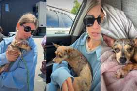 Rescue Dog Might Be Tiny, but Her Heart Is Big Enough To Win Over Human