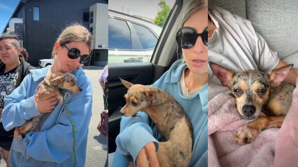 Rescue Dog Might Be Tiny, but Her Heart Is Big Enough To Win Over Human