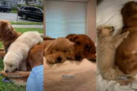 Golden Retriever Duo Are Joined at the Hip From the Moment They Met