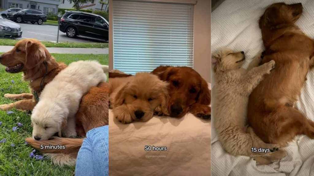Golden Retriever Duo Are Joined at the Hip From the Moment They Met