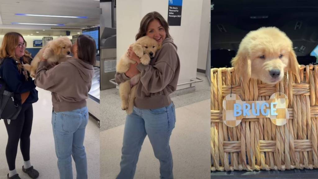 Golden Retriever Puppy Meets New Parents & Instantly Falls in Love