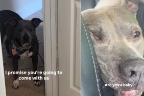 Rescue Dog Terrified of Being Left Behind Follows Mom in Panic Until She’s in the Car