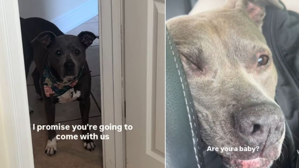 Rescue Dog Terrified of Being Left Behind Follows Mom in Panic Until She’s in the Car