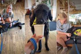 Foster Dog Available for Adoption Proves To Be the Best Cuddler