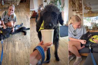 Foster Dog Available for Adoption Proves To Be the Best Cuddler