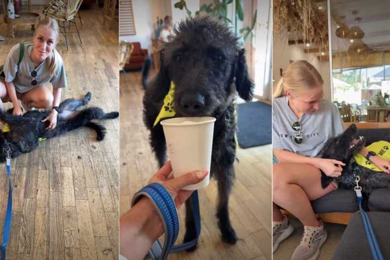 Foster Dog Available for Adoption Proves To Be the Best Cuddler