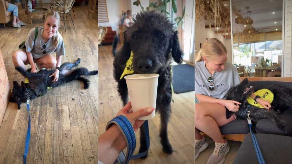 Foster Dog Available for Adoption Proves To Be the Best Cuddler