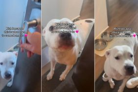 Dog Rushes to the Door To Greet Human, Making Life Feel Rich in All the Ways That Matter