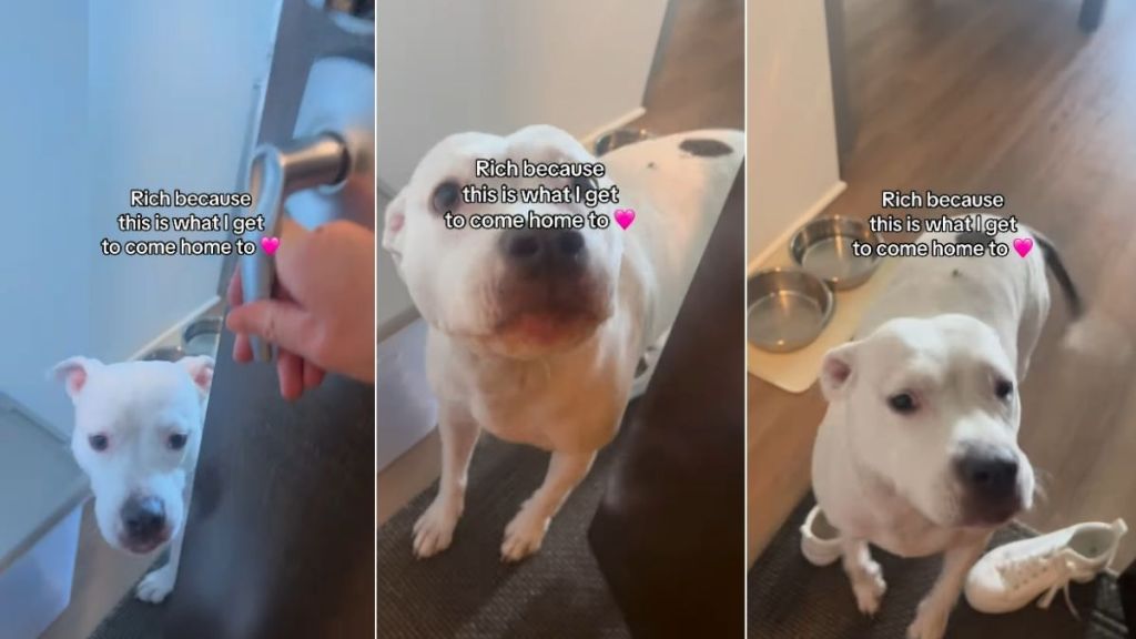 Dog Rushes to the Door To Greet Human, Making Life Feel Rich in All the Ways That Matter