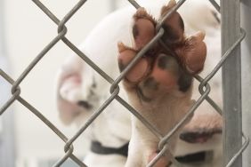 Neglected Dogs & Little Puppies Found in Inhumane Living Conditions Finally Rescued