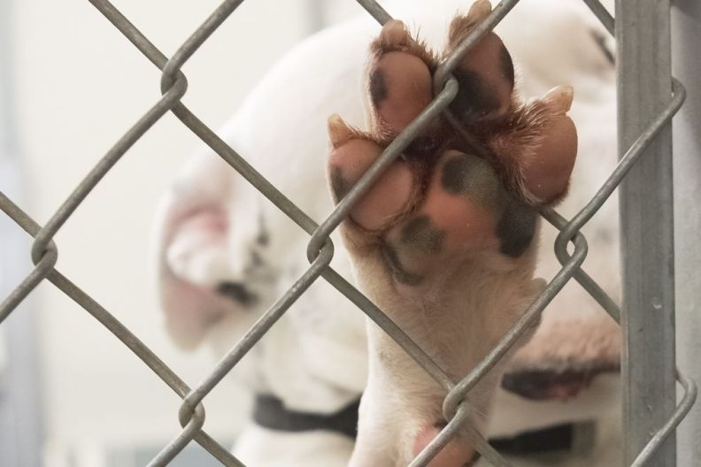 Neglected Dogs & Little Puppies Found in Inhumane Living Conditions Finally Rescued