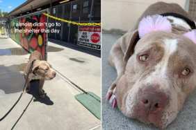 Human Almost Doesn’t Visit Mama Shelter Dog, Then Witnesses Something Truly Beautiful