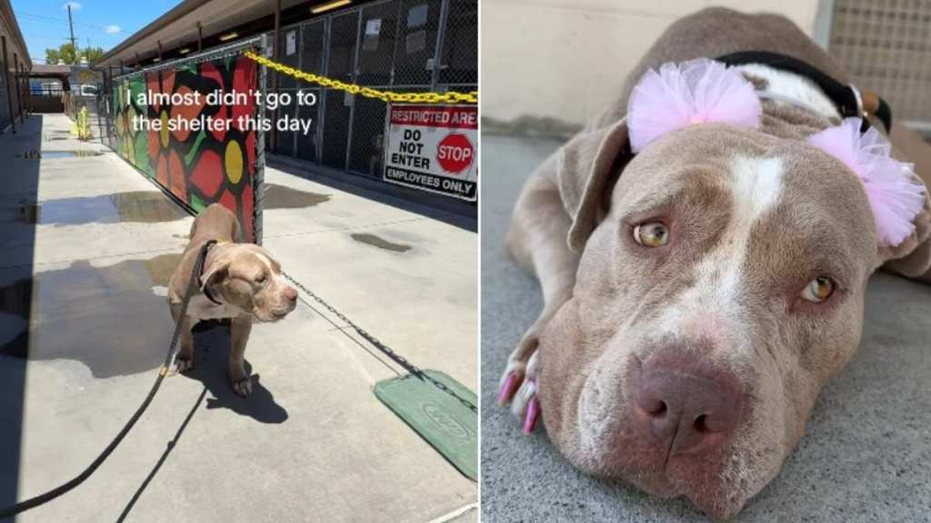 Human Almost Doesn’t Visit Mama Shelter Dog, Then Witnesses Something Truly Beautiful