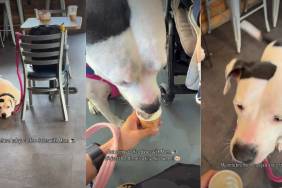 One Thing That Never Changes Between Dog & Mom Even After Baby