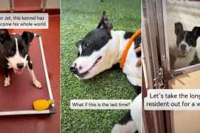 ‘Surrendered’ Shelter Dog Lands on Urgent List But Soon Gets Best News