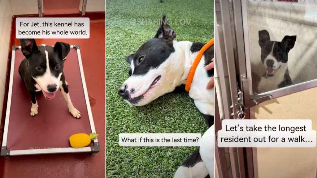 ‘Surrendered’ Shelter Dog Lands on Urgent List But Soon Gets Best News