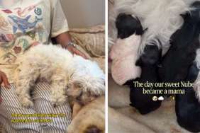 Mama Dog Finds Comfort in Human Mom All Throughout Childbirth