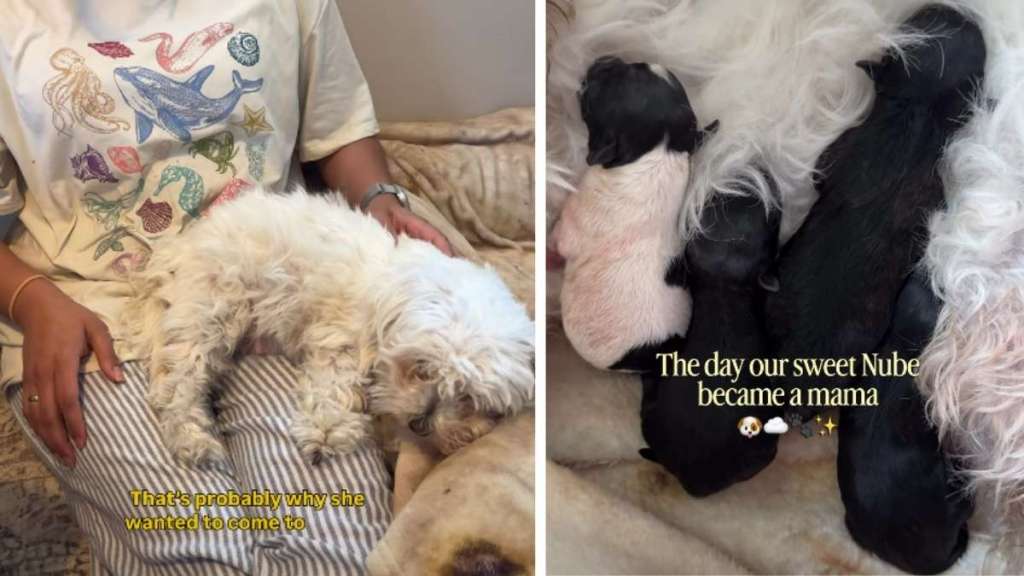 Mama Dog Finds Comfort in Human Mom All Throughout Childbirth