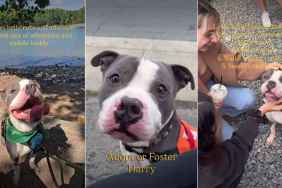 Abandoned Shelter Dog Is Ready To Be Someone’s Adventure & Cuddle Buddy for Life