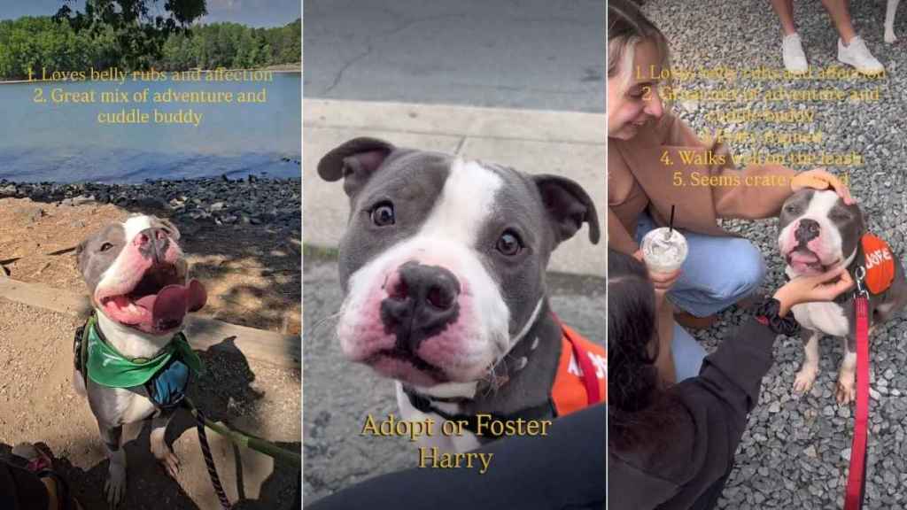 Abandoned Shelter Dog Is Ready To Be Someone’s Adventure & Cuddle Buddy for Life