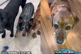 Dog Adopted After Leaving Service School Still Loves To Help Mom on Own Terms