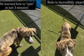 Shelter Puppy Is Full of Love & Adventure Despite Being Abandoned