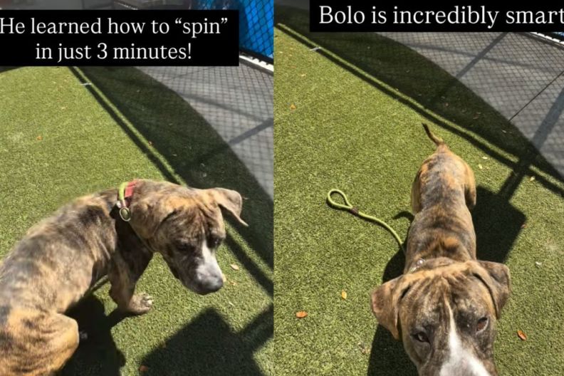 Shelter Puppy Is Full of Love & Adventure Despite Being Abandoned