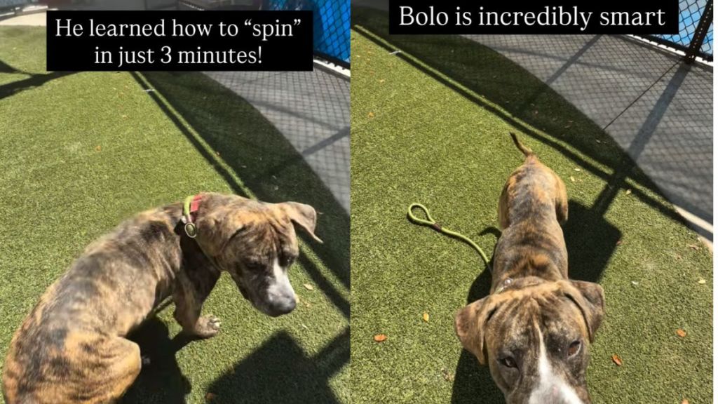 Shelter Puppy Is Full of Love & Adventure Despite Being Abandoned