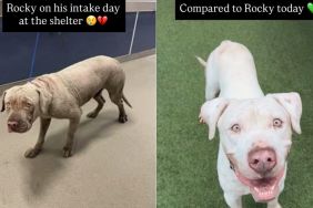 Shelter Dog’s Transformation From Intake Day to Now Proves Little Love & Care Can Go a Long Way