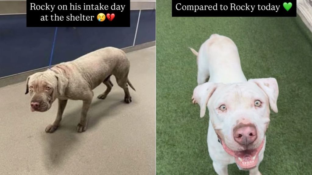 Shelter Dog’s Transformation From Intake Day to Now Proves Little Love & Care Can Go a Long Way