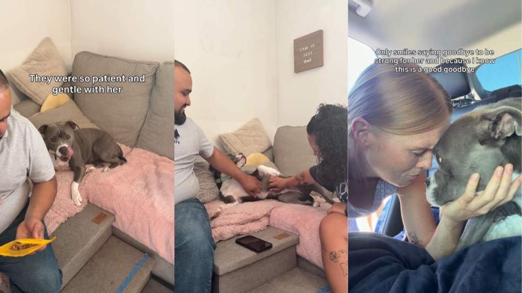 Shelter Dog Doesn’t Know It Yet but Foster Mom’s Teary Goodbye Is Where Forever Starts