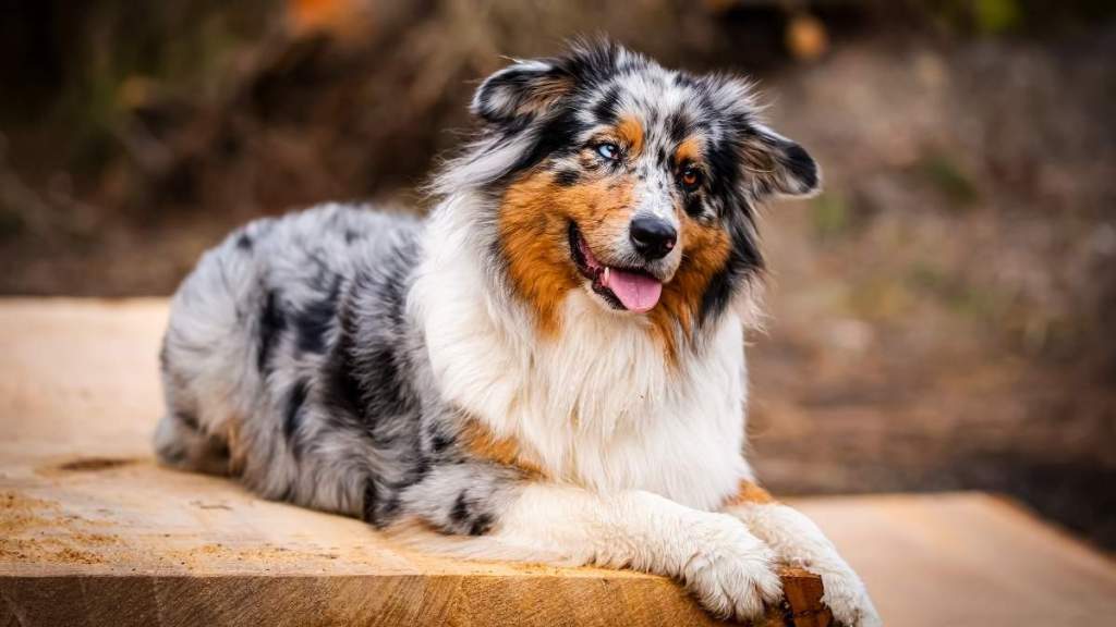 Dog Missing for Days After ‘Serious’ Crash Is Finally Rescued & Back With Family