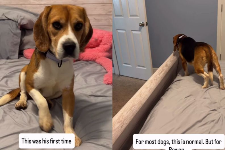 Rescue Dog With Traumatic Past Experiences a Bed for the First Time
