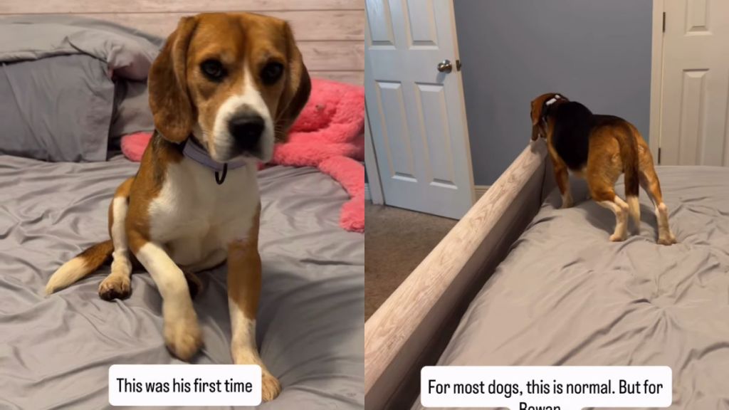 Rescue Dog With Traumatic Past Experiences a Bed for the First Time