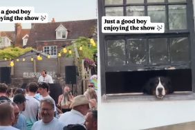 Dog Sits by the Window Like an Honored Guest at the Party