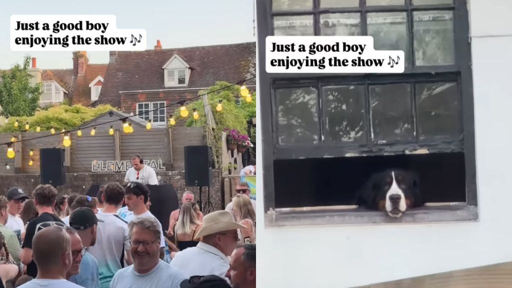Dog Sits by the Window Like an Honored Guest at the Party