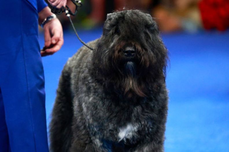 Teen’s Prom Dress Delivery Ends up Saving Her ‘Severely Hurt’ Dog