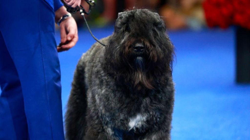 Teen’s Prom Dress Delivery Ends up Saving Her ‘Severely Hurt’ Dog