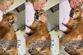 Rescue Golden Retriever’s Tragic Start to Life Has Nothing on How Loved He Is Now