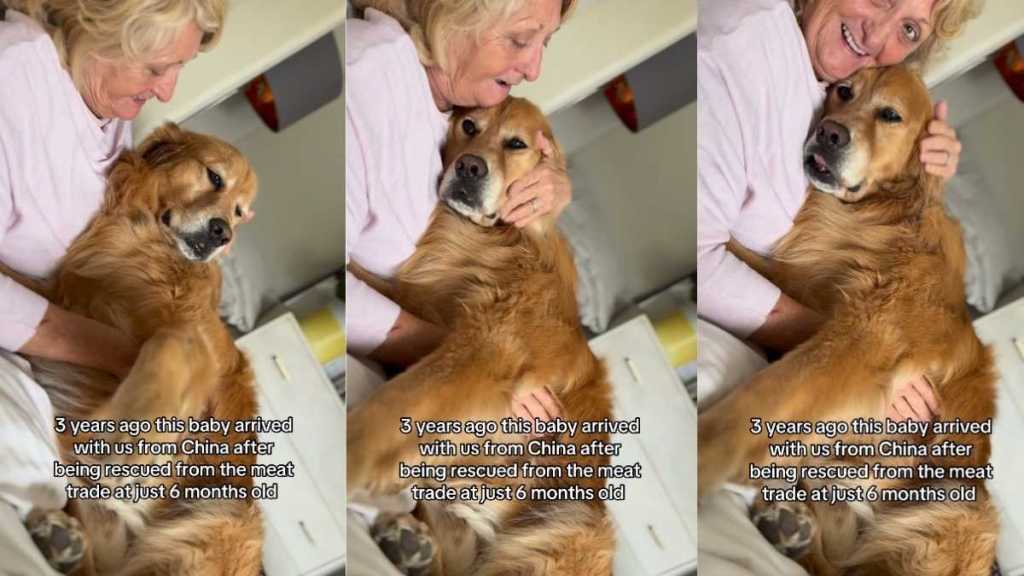 Rescue Golden Retriever’s Tragic Start to Life Has Nothing on How Loved He Is Now