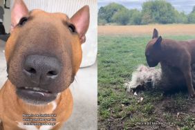 English Bull Terrier Is Everything Except an ‘Excellent Guard Dog'