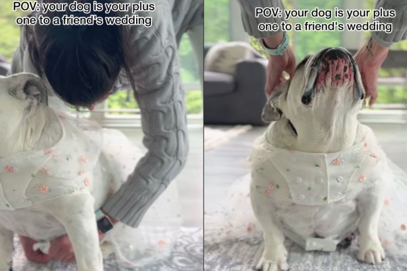 Bulldog Is the Perfect Plus One To Wedding With Adorable Outfit