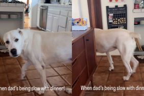 Dog Has an Attitude When Dad Is Being Slow With Serving Dinner