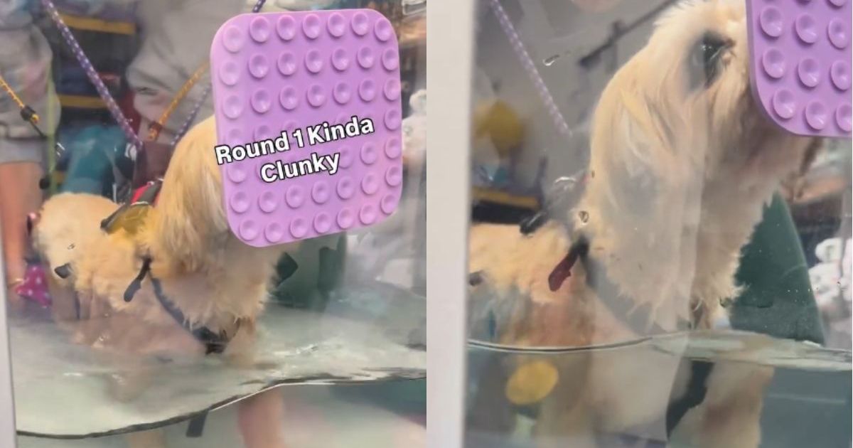 Foster Dog Gets a Second Chance, Thanks to Internet’s Generous Contribution