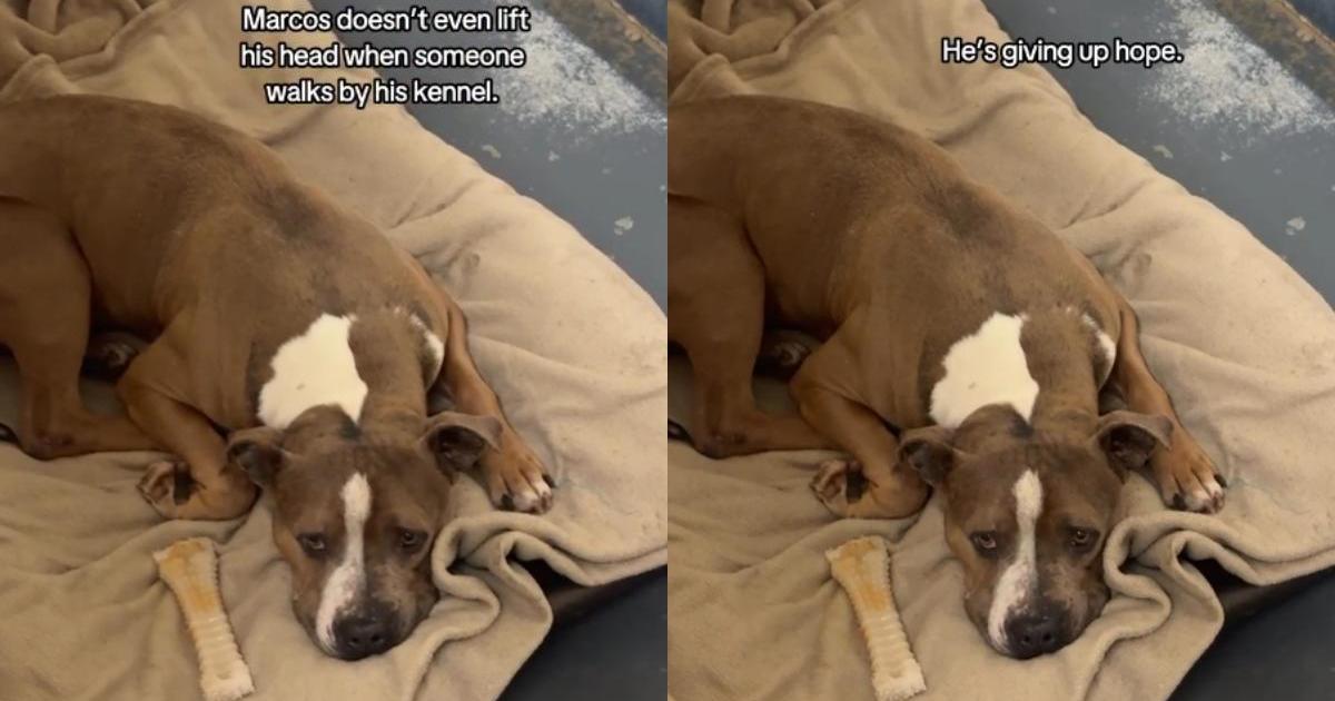 Shelter Dog Struggling To Stay Hopeful in a Kennel, Deserves a Forever Home