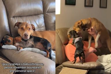 Dogs Forget Boundaries & Personal Space When It Comes to Grandpa