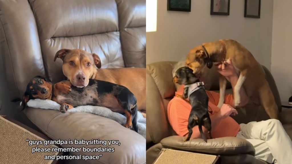 Dogs Forget Boundaries & Personal Space When It Comes to Grandpa
