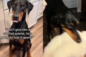 Big Dog Is So Gentle With His Toys Like They’re His Most Precious Treasures