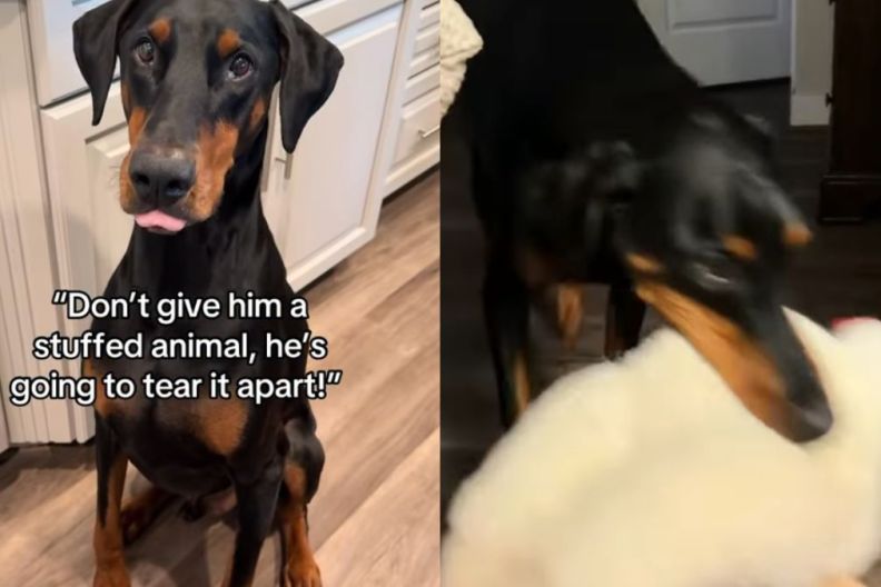 Big Dog Is So Gentle With His Toys Like They’re His Most Precious Treasures