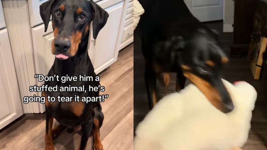 Big Dog Is So Gentle With His Toys Like They’re His Most Precious Treasures